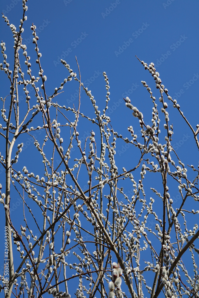 Obraz premium the willow branch blossomed in spring 