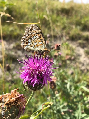 Papillon sur fleur