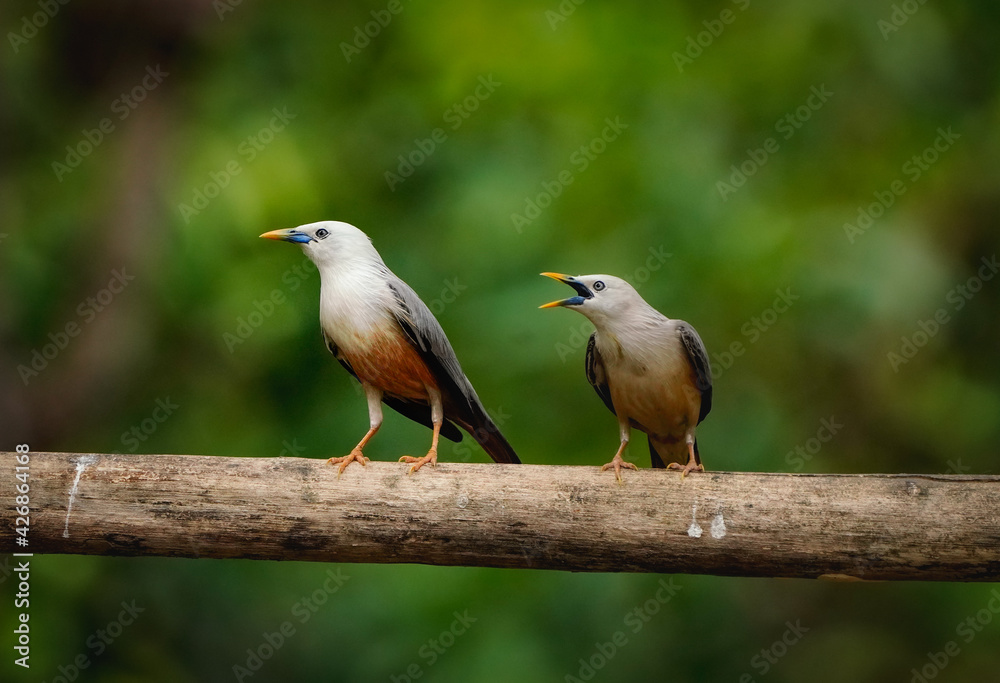 Fototapeta premium Malabar Starling