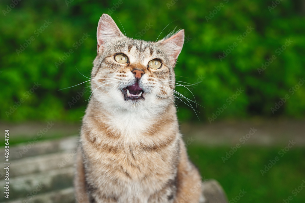 Funny tabby cat with an open mouth. Cheerful cat sits in the garden against the background of green bushes.