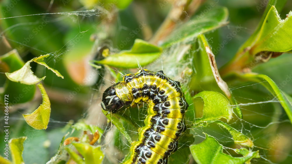 Close up of a caterpillar on branch with green leaves. Nature contest. Spring time