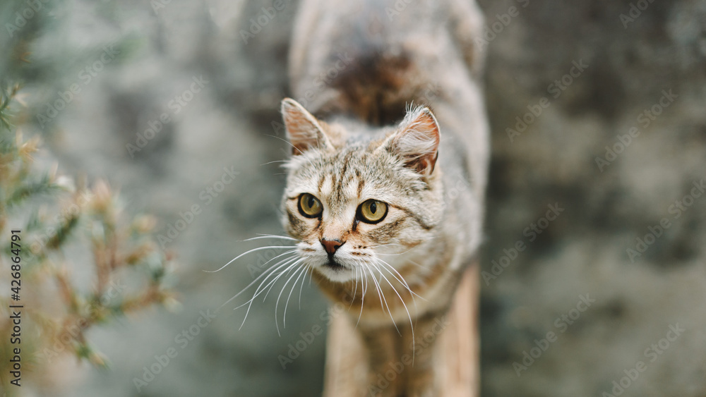 Cat portrait. A pretty cute cat with yellow eyes stands and looks to the side. View from above. Cat background. Cat portrait. A pretty cute cat with yellow eyes stands and looks to the side. View from above. Cat background.