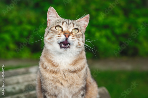 Funny tabby cat with an open mouth. Cheerful cat sits in the garden against the background of green bushes. © Silver