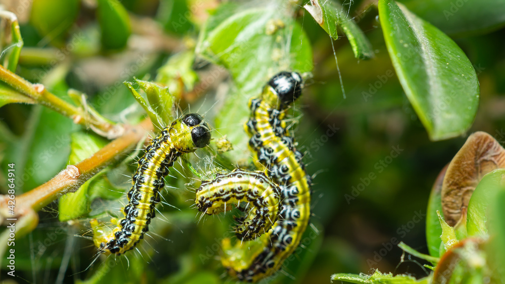 Close up of a caterpillar on branch with green leaves. Nature contest. Spring time Close up of a caterpillar on branch with green leaves. Nature contest. Spring time