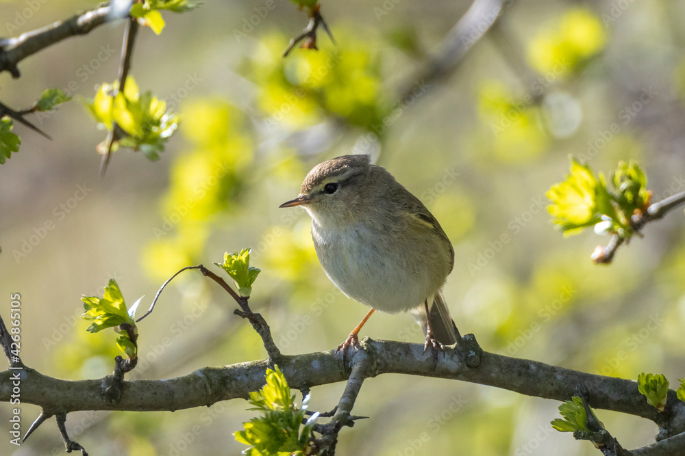 Common chiffchaff bird Phylloscopus collybita