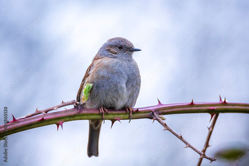 Dunnock Prunella modularis bird singing during Springtime Dunnock Prunella modularis bird singing during Springtime