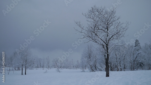 Trees that freeze in a snowstorm