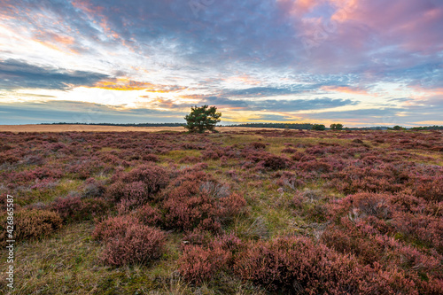 Colorful sunset at moorland landscape national park the Hoge Veluwe © Sander Meertins