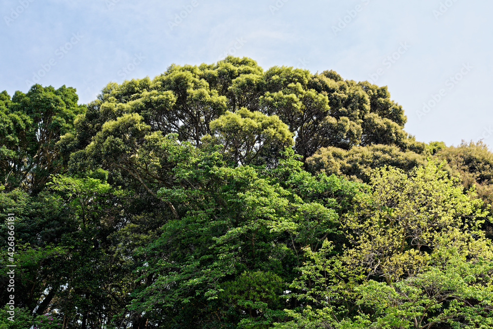 forest landscape trees canopy on spring blue sky forest landscape trees canopy on spring blue sky