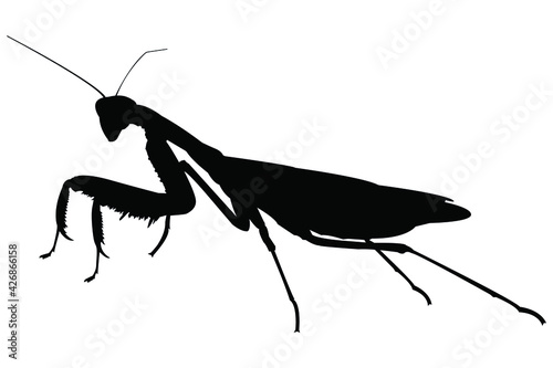 Mantis vector, isolated on a white background. Mantis religiosa stock illustration.