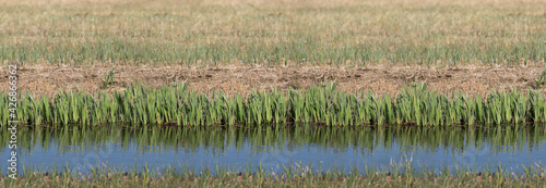 Widescreen photo of a row of leaves of yellow flag water plants  Iris pseudacorus  without flowers mirrored in blue water in spring with cut reeds and grass in the background
