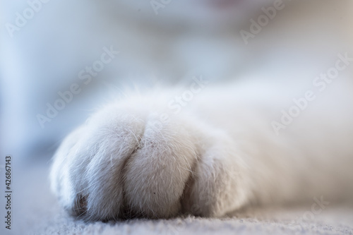 Close view at the toes of a red white cat's front paw on a cloth. Focus on the foot, narrow depth of field