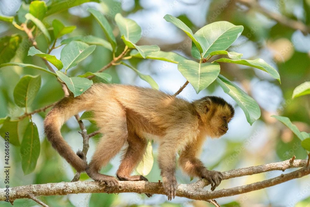 Fototapeta premium The Hooded capuchin monkey (Cebus apella cay)