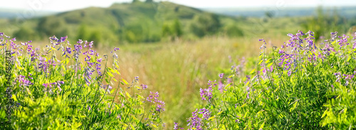 Fototapeta Naklejka Na Ścianę i Meble -  wild meadow purple flowers background.beautiful rustic bright floral countryside landscape. Peas mouse flowers or Vicia cracca. banner
