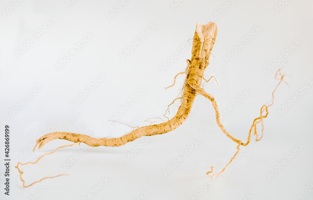 Obraz premium Fresh Thai ginseng root on background.