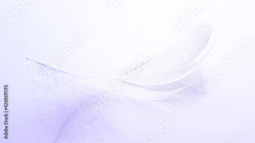 Feather concept. Multicoloured pastel angel feather closeup texture on white background in macro photography  soft focus. Elegant expressive artistic image fragility of nature. Copy space.