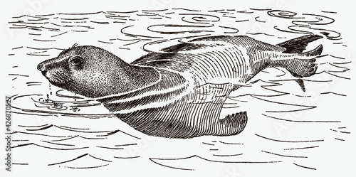 Swimming female northern elephant seal, mirounga angustirostris in profile side view