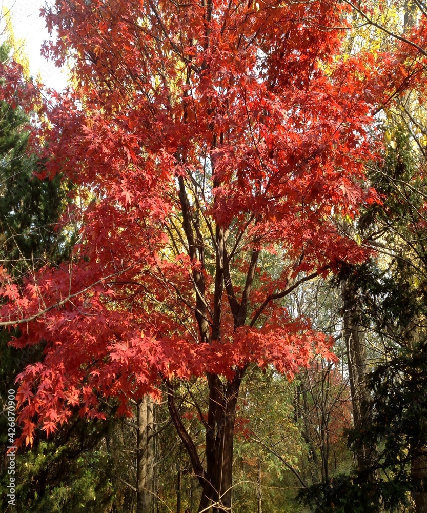 Autumn trees with colourful leaf in the forest Autumn trees with colourful leaf in the forest
