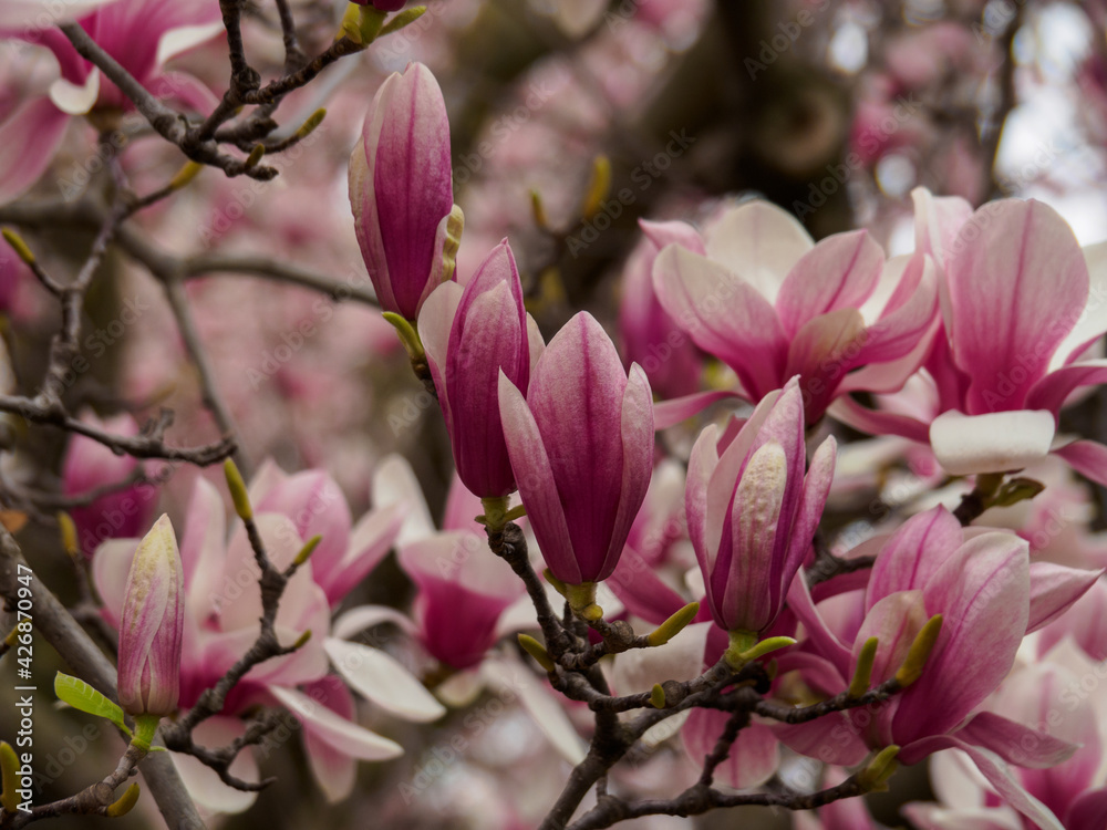 Magnolia Blossoms in Spring At Peak Bloom