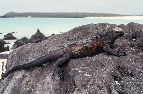 Iguane marin des Galapagos Amblyrhynchus cristatus, Archipel des Galapagos, Equateur,