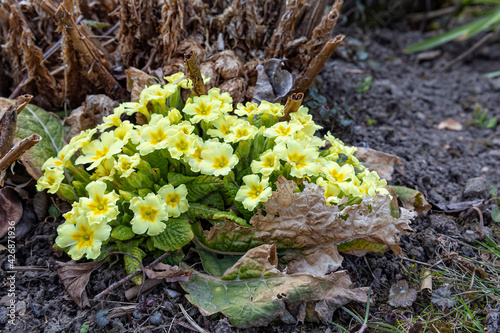 a bouquet of yellow Primula vulgaris in the garden on brown soil 