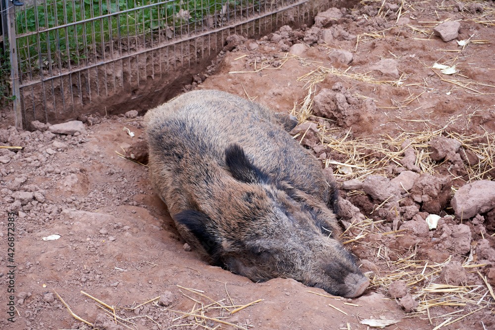 brown wild boar is relaxing on the ground brown wild boar is relaxing on the ground
