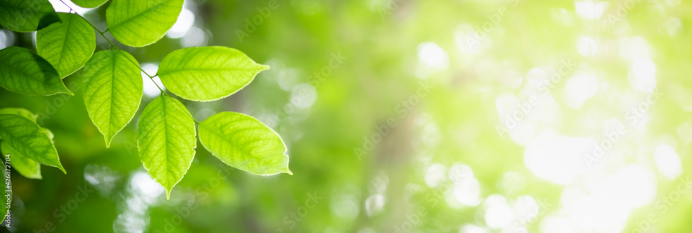 Amazing nature view of green leaf on blurred greenery background in garden and sunlight with copy space using as background natural green plants landscape, ecology, fresh wallpaper. Amazing nature view of green leaf on blurred greenery background in garden and sunlight with copy space using as background natural green plants landscape, ecology, fresh wallpaper.