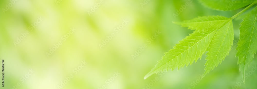 Amazing nature view of green leaf on blurred greenery background in garden and sunlight with copy space using as background natural green plants landscape, ecology, fresh wallpaper. Amazing nature view of green leaf on blurred greenery background in garden and sunlight with copy space using as background natural green plants landscape, ecology, fresh wallpaper.