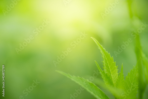 Amazing nature view of green leaf on blurred greenery background in garden and sunlight with copy space using as background natural green plants landscape  ecology  fresh wallpaper.