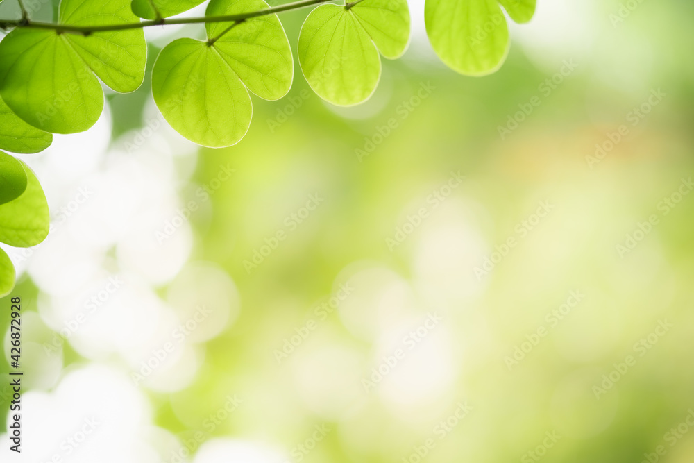 Amazing nature view of green leaf on blurred greenery background in garden and sunlight with copy space using as background natural green plants landscape, ecology, fresh wallpaper. Amazing nature view of green leaf on blurred greenery background in garden and sunlight with copy space using as background natural green plants landscape, ecology, fresh wallpaper.