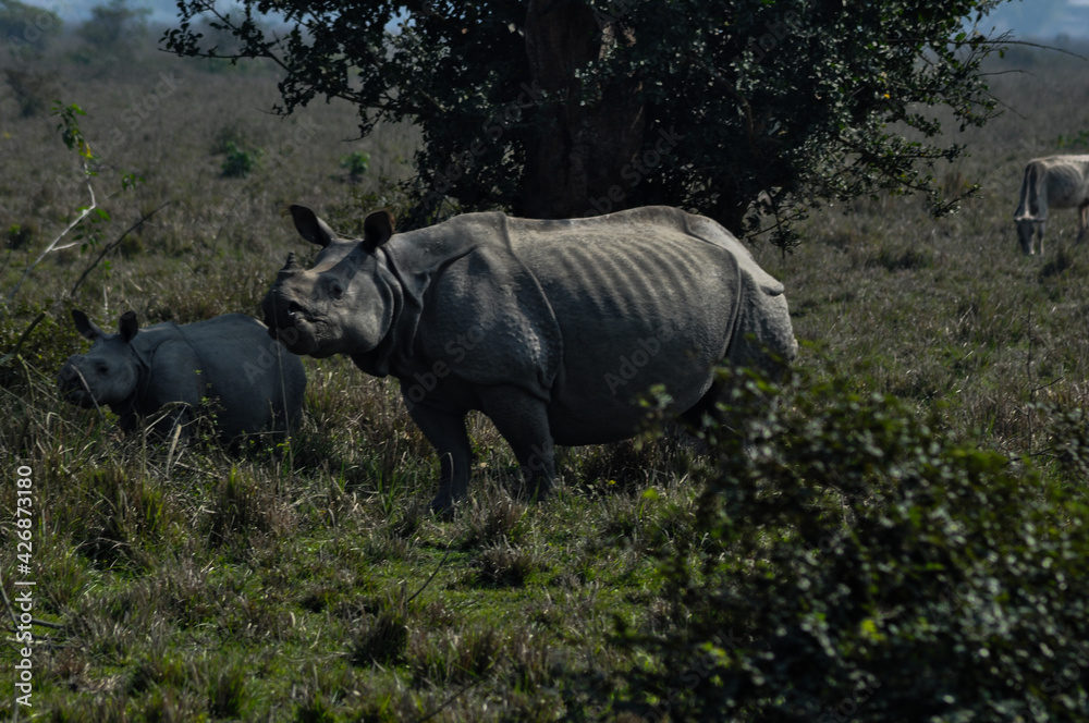 Fototapeta premium One horned rhino