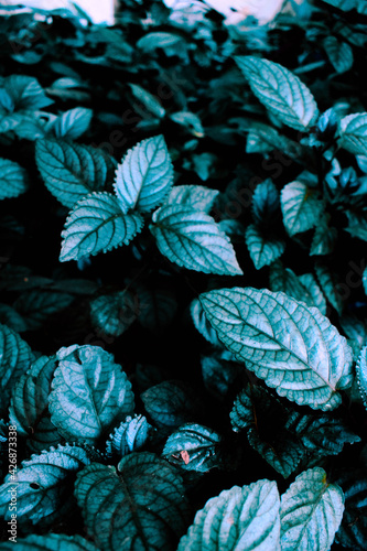 Green leaves in dark theme with yellow flowers make a beautiful background