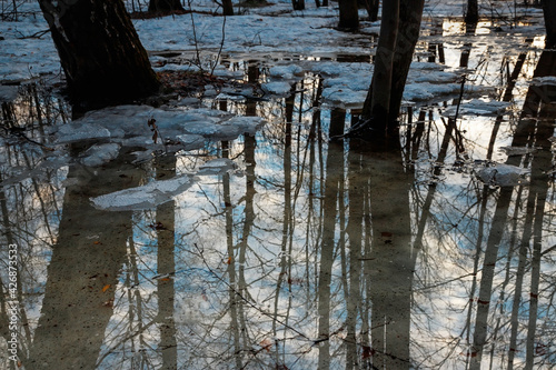 Melting ice. Reflection in puddles of trees and sky. Spring has come.