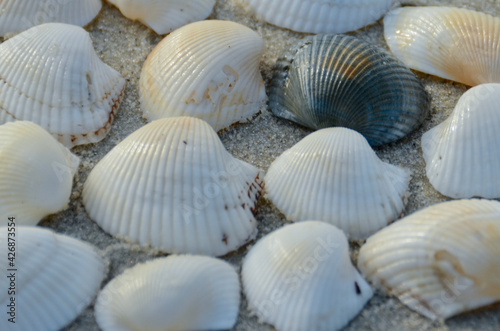Closeup view of seashells on the beach