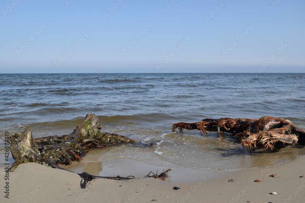 Beautiful wooden driftwood on the seashore. Beautiful wooden driftwood on the seashore.