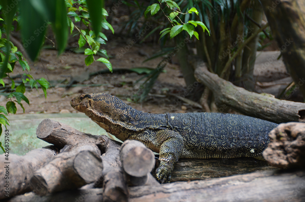 A closeup shot of a green iguana on a tree A closeup shot of a green iguana on a tree