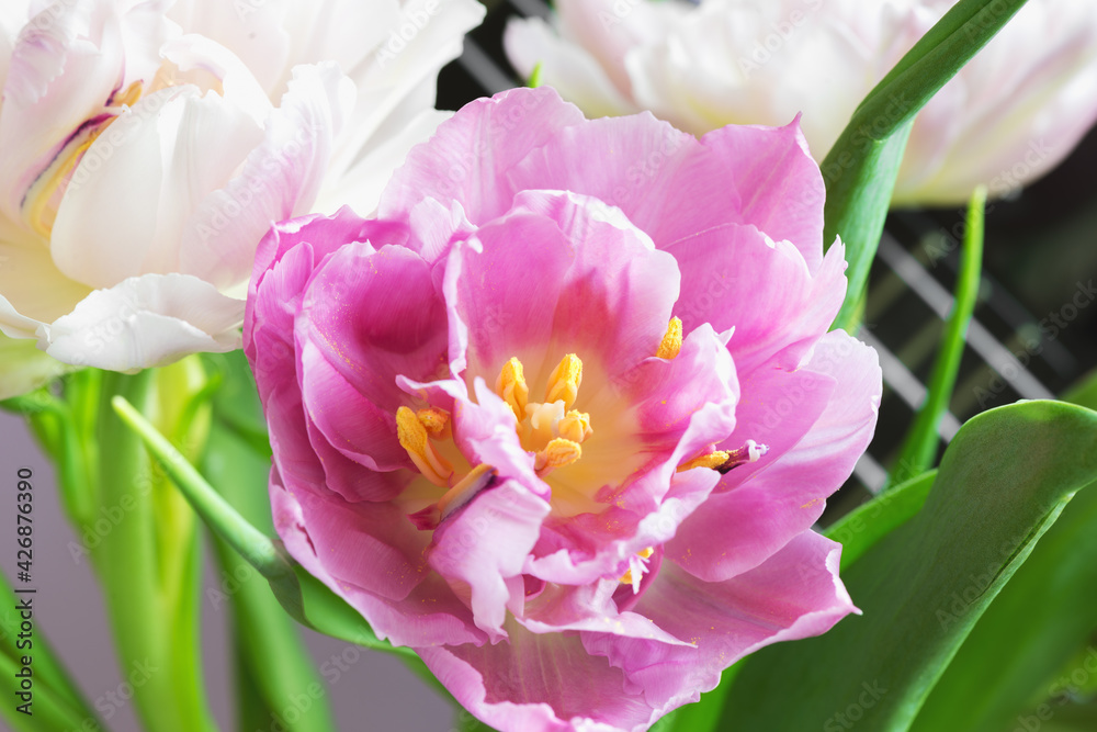 Fototapeta premium beautiful tulip on a lilac background