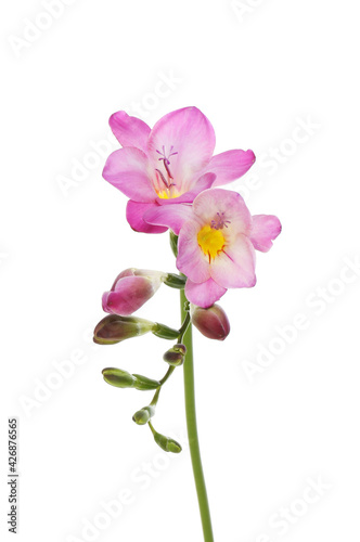 Freesia flowers and buds