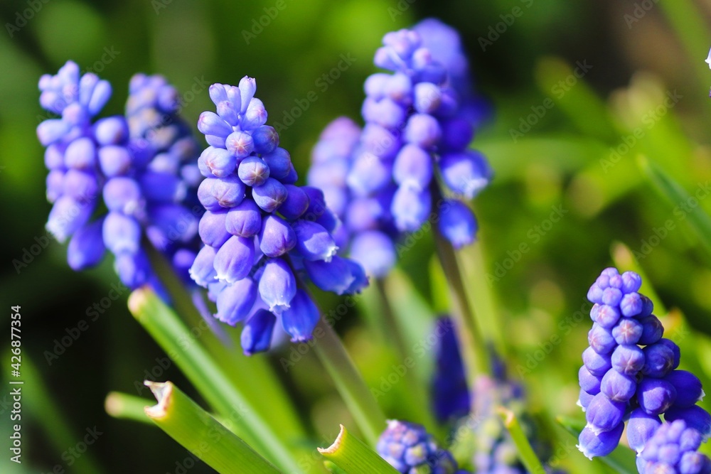 Traubenhyazinthen blühen im Frühling Traubenhyazinthen blühen im Frühling