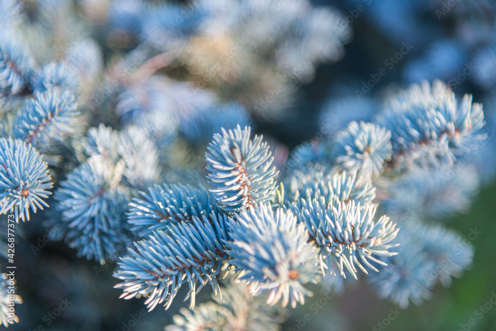 A blue spruce in selective focus A blue spruce in selective focus