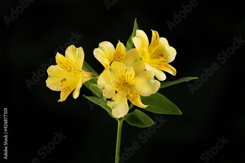 Yellow alstroemeria against black