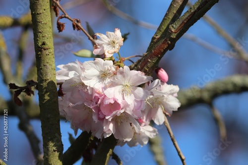 rosa Blüten am Kirschbaum photo