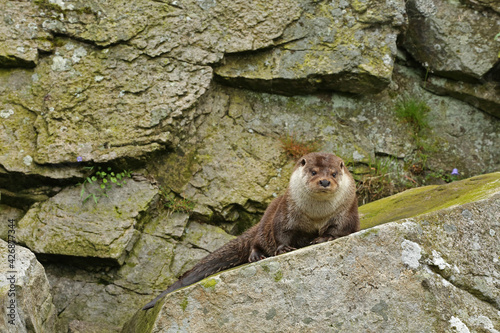 Cute semiaquatic wild mammal, European otter (Lutra lutra) lying on a rock in the zoo in Norway