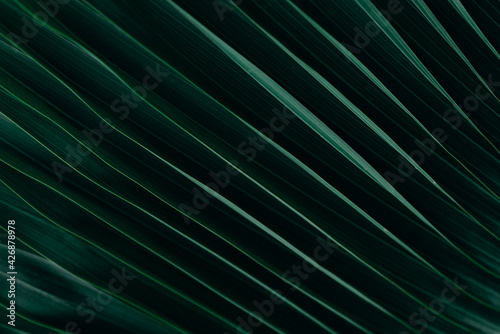 Green palm leaf in rainy season at dark tone, Natural green plants landscape using as a background or wallpaper or backdrop for design work in business advertising.