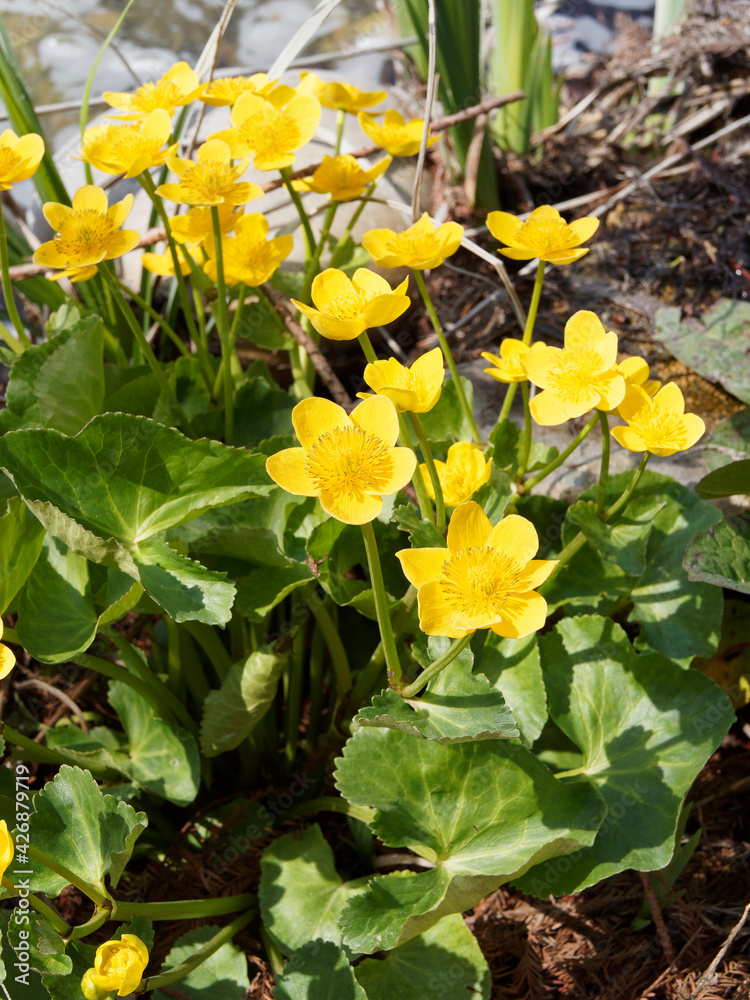 Populage des marais ou souci d'eau - Caltha palustris - plante semi-aquatique à fleurs aux tépales jaunes or sur tige dans un feuillage cordiforme, dentée et glabre Populage des marais ou souci d'eau - Caltha palustris - plante semi-aquatique à fleurs aux tépales jaunes or sur tige dans un feuillage cordiforme, dentée et glabre