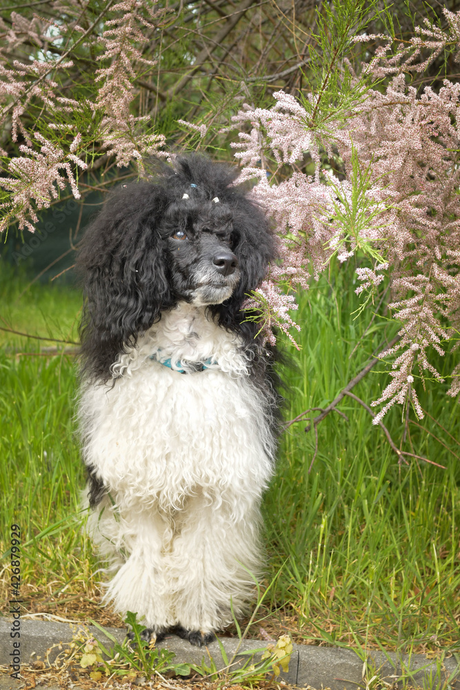 Poodle is sitting in nature. He looks so fluffy, he is so cute dog Poodle is sitting in nature. He looks so fluffy, he is so cute dog