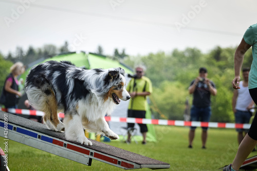 Dog Border Collie in agility balance beam. Amazing day on czech agility competition. They are middle expert it means A2.