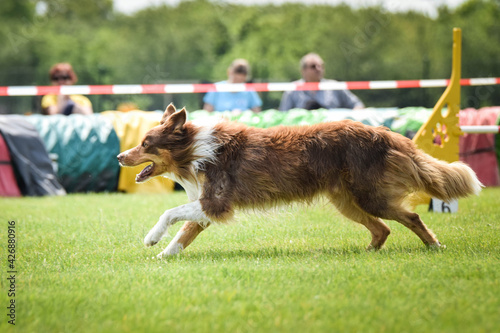 australian shepherd is running in agility. Amazing evening, Hurdle having private agility training for a sports competition
