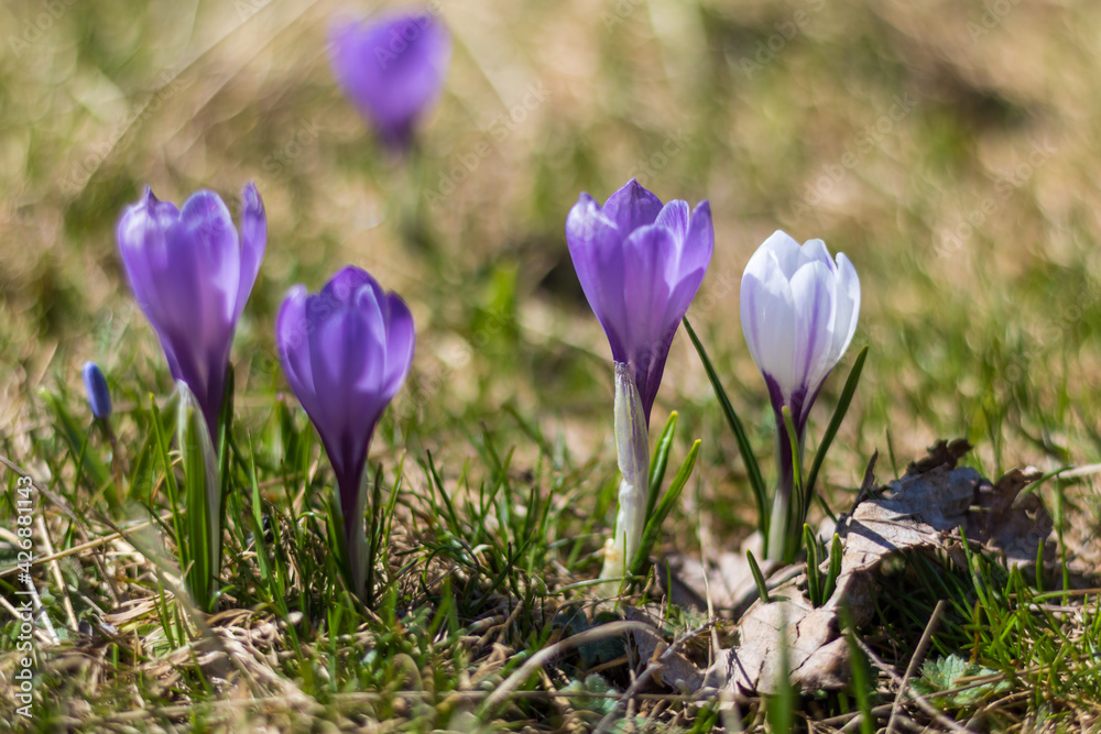 Gros plan sur des crocus sauvage dans une prairie de montagne dans le Vercors (Isère, France) Gros plan sur des crocus sauvage dans une prairie de montagne dans le Vercors (Isère, France)