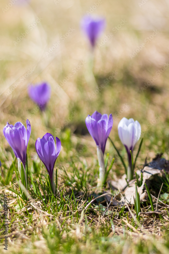 Gros plan sur des crocus sauvage dans une prairie de montagne dans le Vercors (Isère, France) Gros plan sur des crocus sauvage dans une prairie de montagne dans le Vercors (Isère, France)